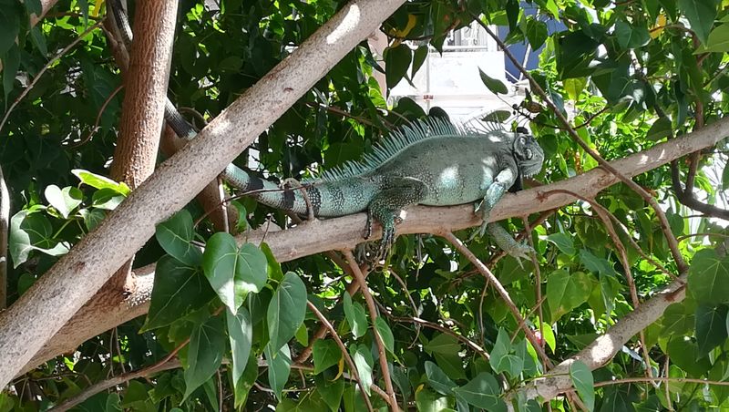 plage-de-lanse-mire_2