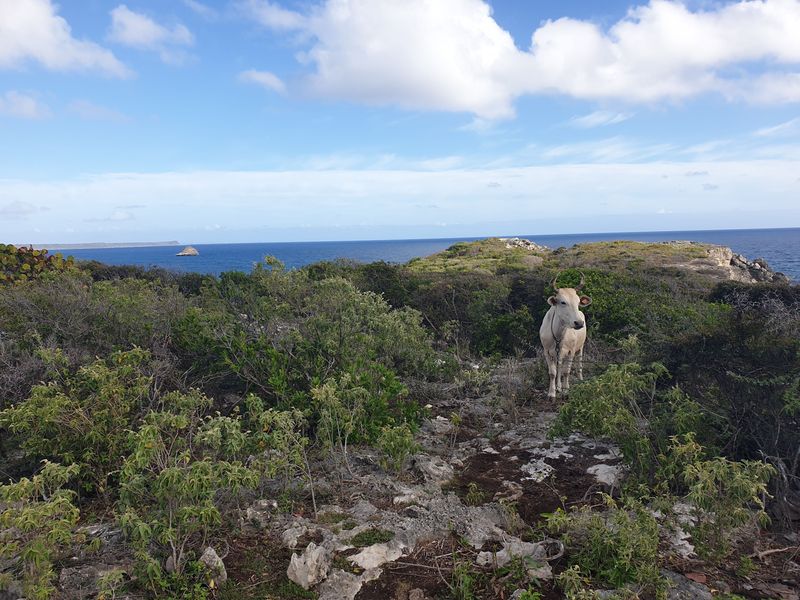 sentier-de-la-pointe-des-chateaux-a-lanse-de-la-gourde_8