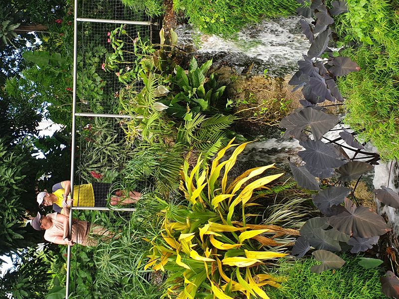 jardin-botanique-coluche-de-deshaies_22