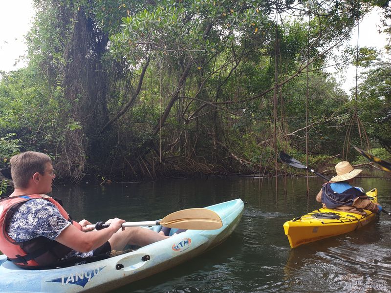 kayak-dans-la-mangrove_9
