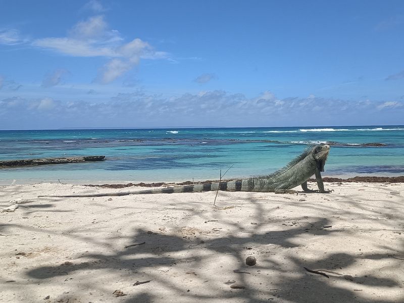 plage-des-raisins-clairs_6