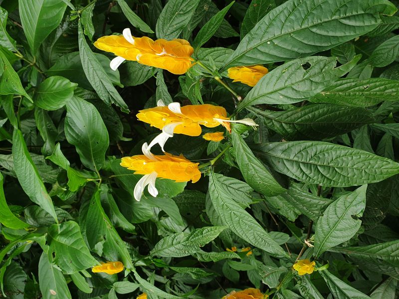 jardin-botanique-coluche-de-deshaies_24