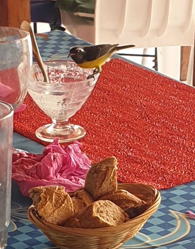 chez-jeannot-a-lanse-bertrand_6