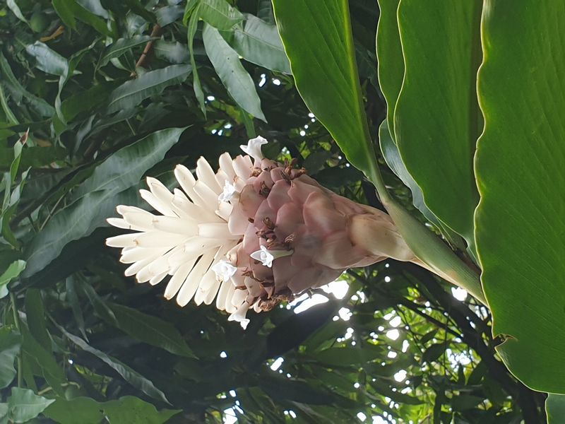 jardin-botanique-coluche-de-deshaies_13