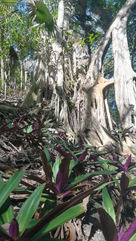 plage-des-salines-au-petit-havre_2