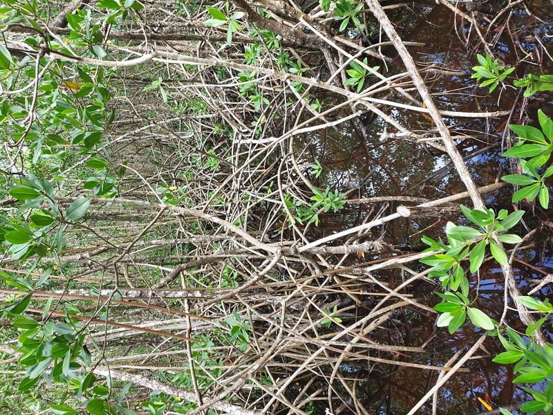 la-mangrove-de-port-louis_6