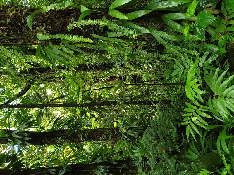 3-eme-chute-du-carbet_2