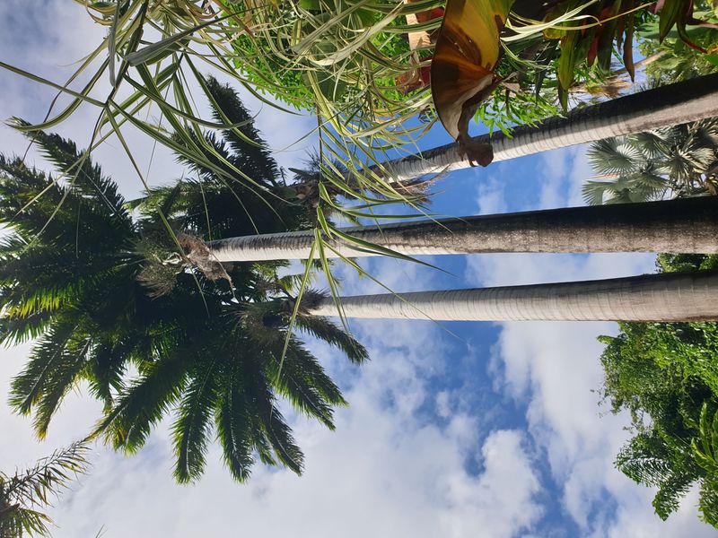 jardin-botanique-coluche-de-deshaies_11