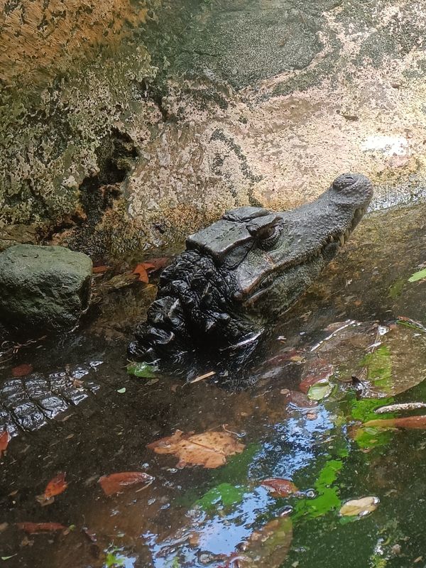 parc-botanique-et-zoologique-des-mamelles_18