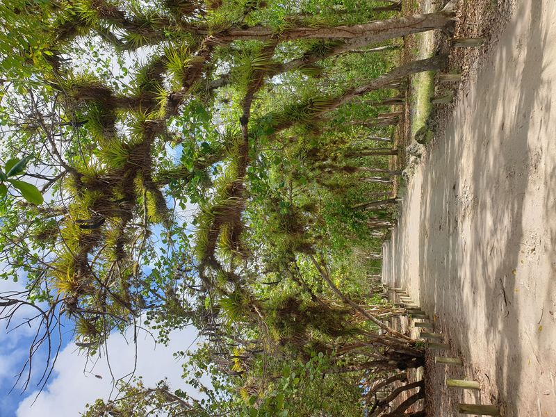 la-mangrove-de-port-louis_7