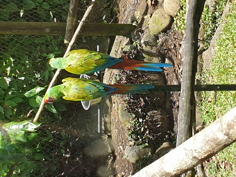 parc-botanique-et-zoologique-des-mamelles_6