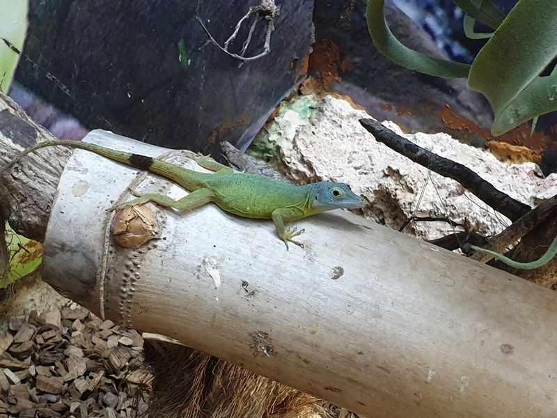 parc-botanique-et-zoologique-des-mamelles_4