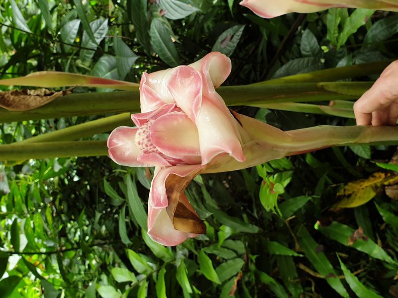 3-eme-chute-du-carbet_10