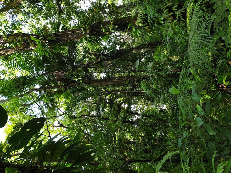 3-eme-chute-du-carbet_4