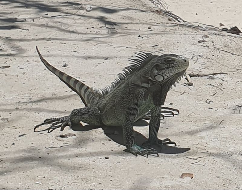 plage-des-raisins-clairs_3