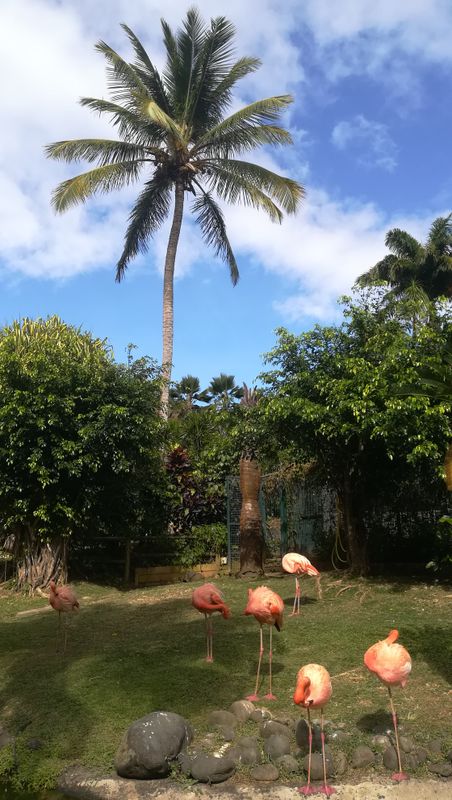 jardin-botanique-coluche-de-deshaies_31