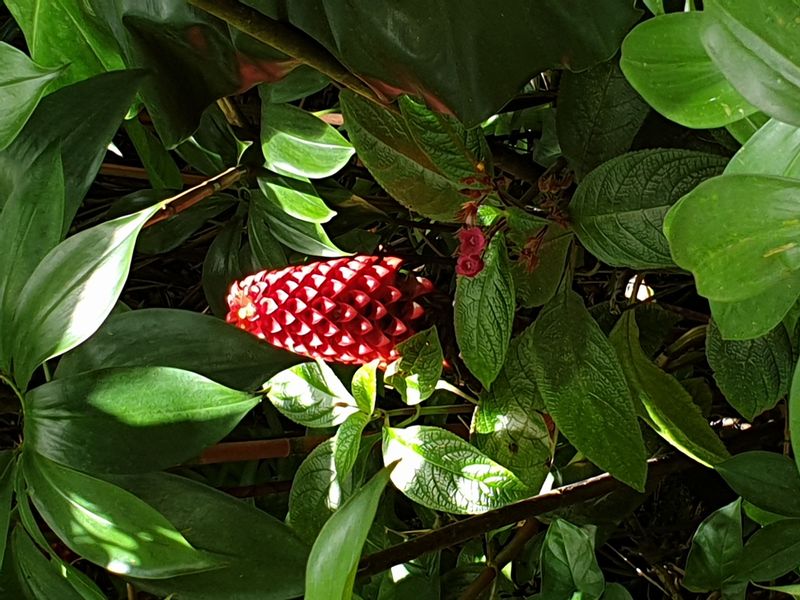 parc-botanique-et-zoologique-des-mamelles_15