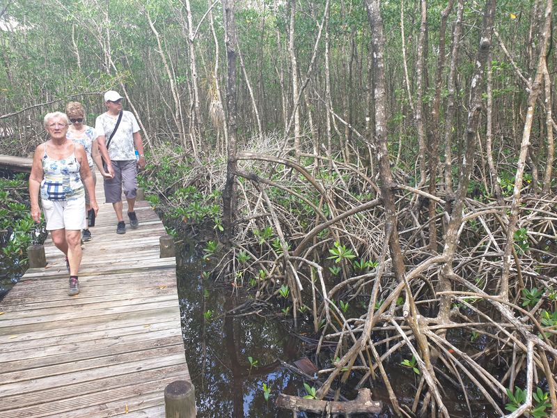 la-mangrove-de-port-louis