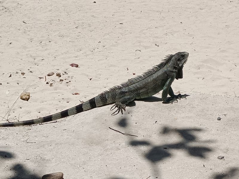 plage-des-raisins-clairs_2