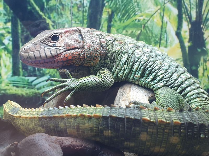 parc-botanique-et-zoologique-des-mamelles_5