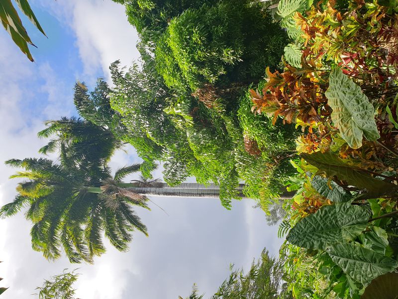 jardin-botanique-coluche-de-deshaies_9