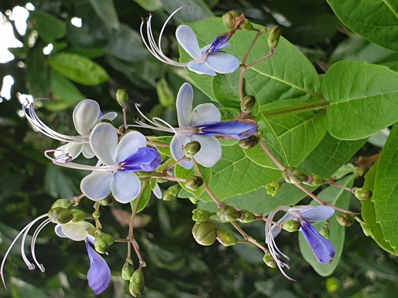 jardin-botanique-coluche-de-deshaies_15