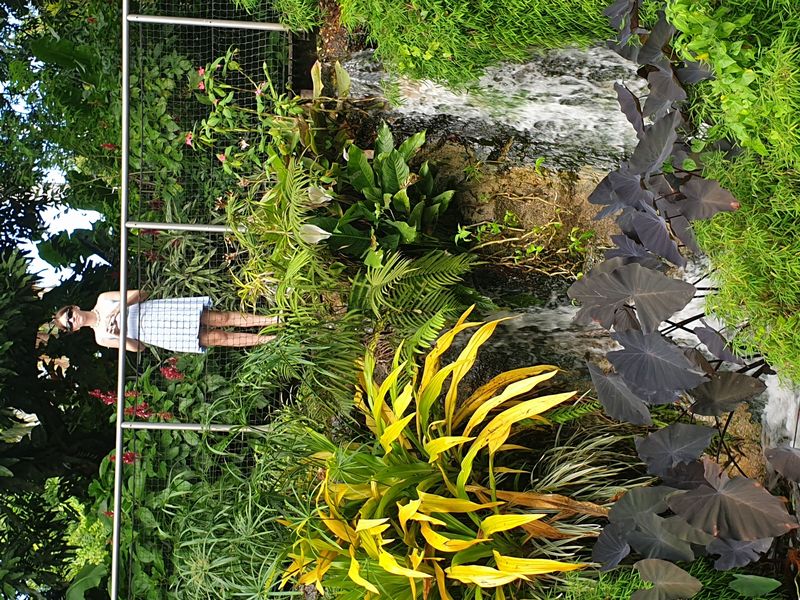 jardin-botanique-coluche-de-deshaies_23