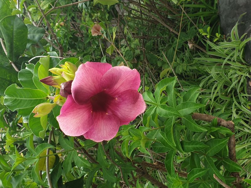 jardin-botanique-coluche-de-deshaies_26