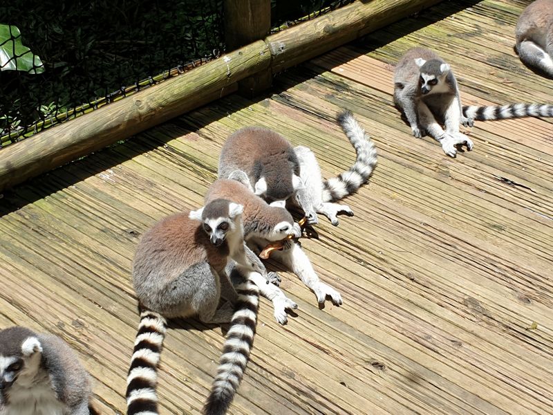 parc-botanique-et-zoologique-des-mamelles_7