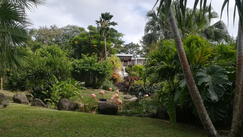 jardin-botanique-coluche-de-deshaies_32