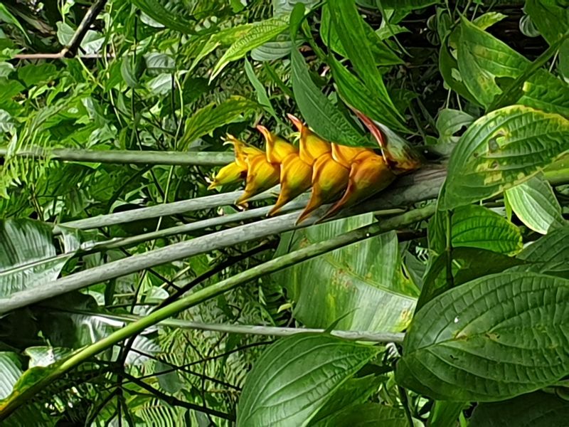 3-eme-chute-du-carbet_11