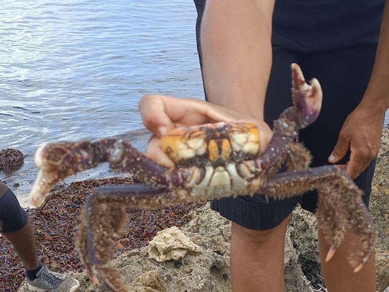 les-pecheurs-de-crabe-a-port-louis_3