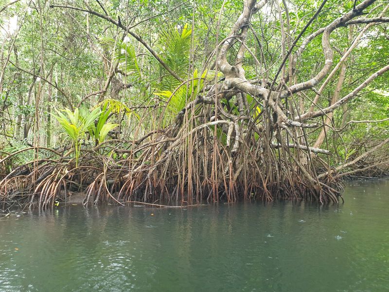 la-mangrove_3
