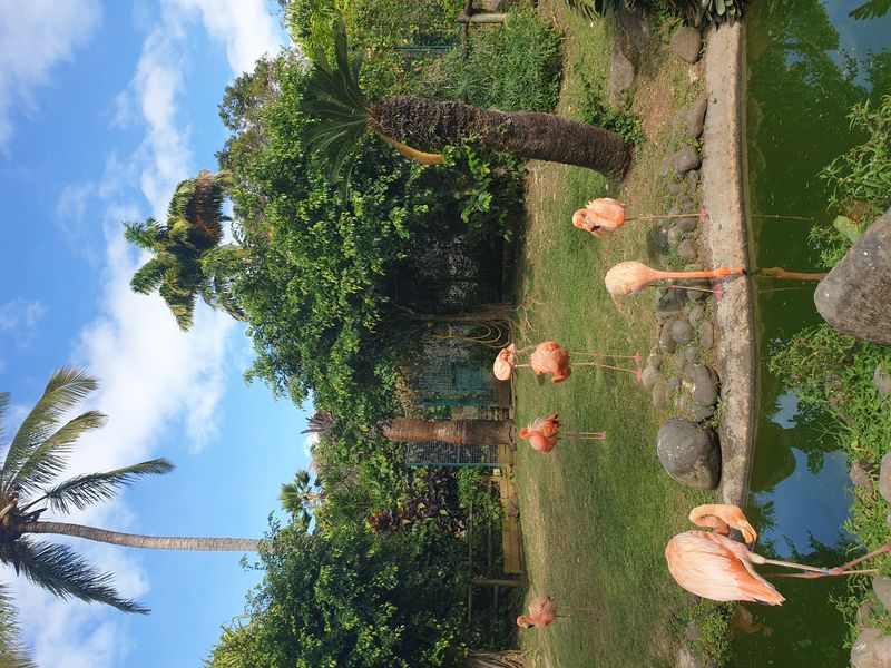 jardin-botanique-coluche-de-deshaies_7