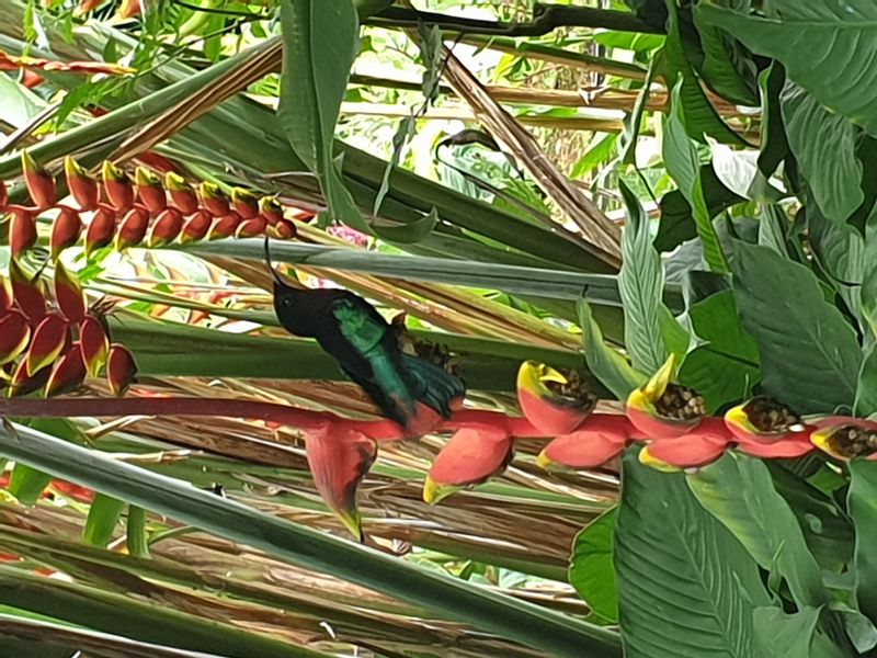 jardin-botanique-coluche-de-deshaies