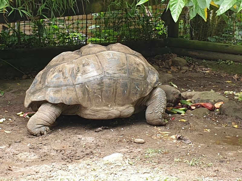 parc-botanique-et-zoologique-des-mamelles_14