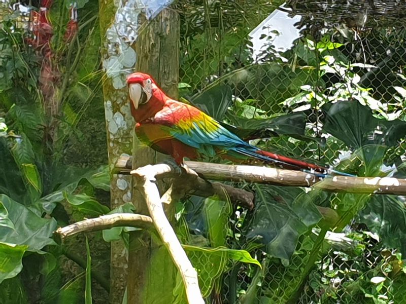 parc-botanique-et-zoologique-des-mamelles_8