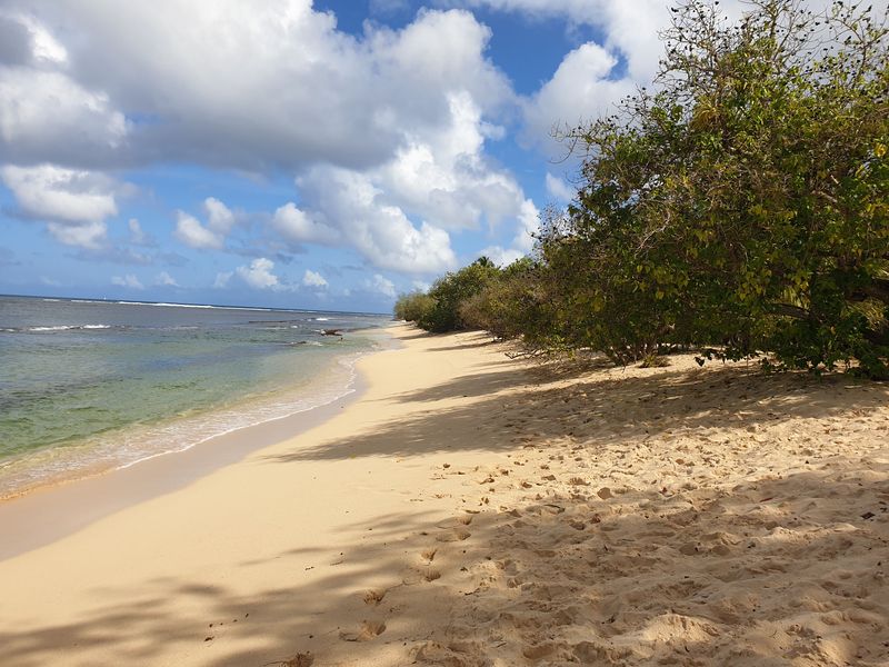 la-mangrove-de-port-louis_8