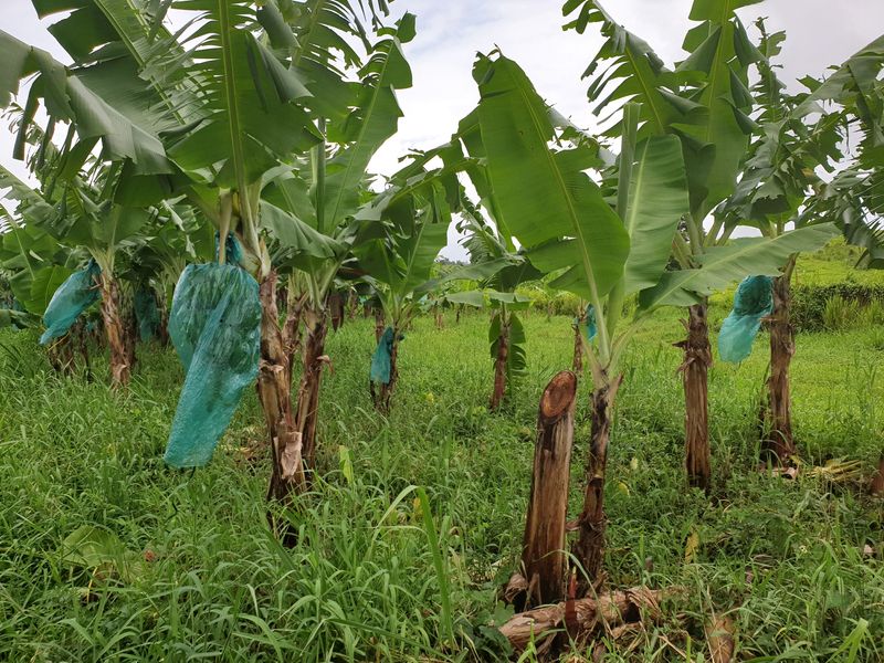 plantation-grand-cafe_3