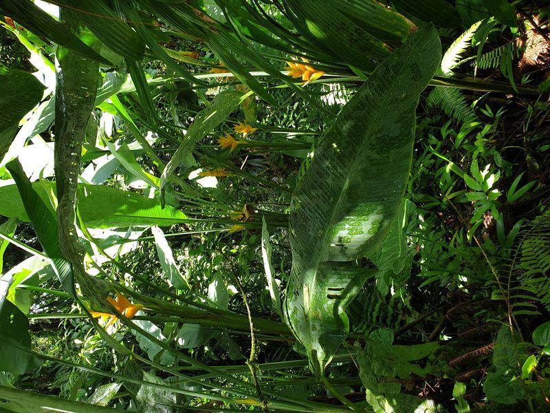 2nd-chute-du-carbet_2