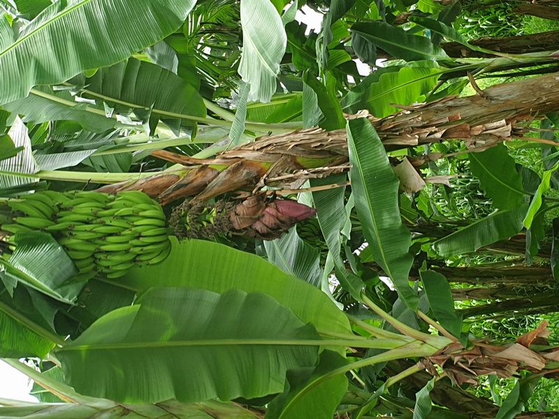 plantation-grand-cafe_5