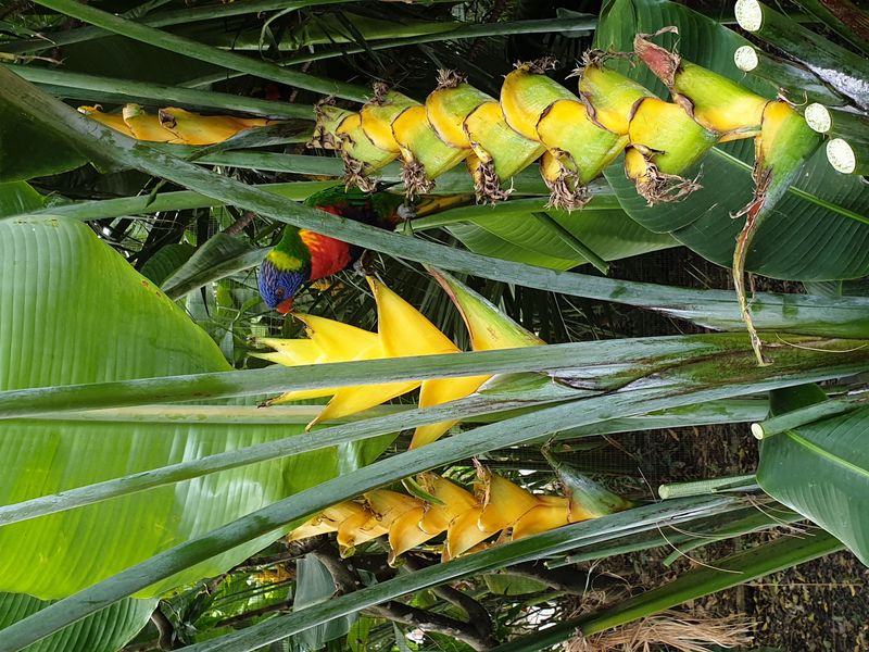 jardin-botanique-coluche-de-deshaies_2