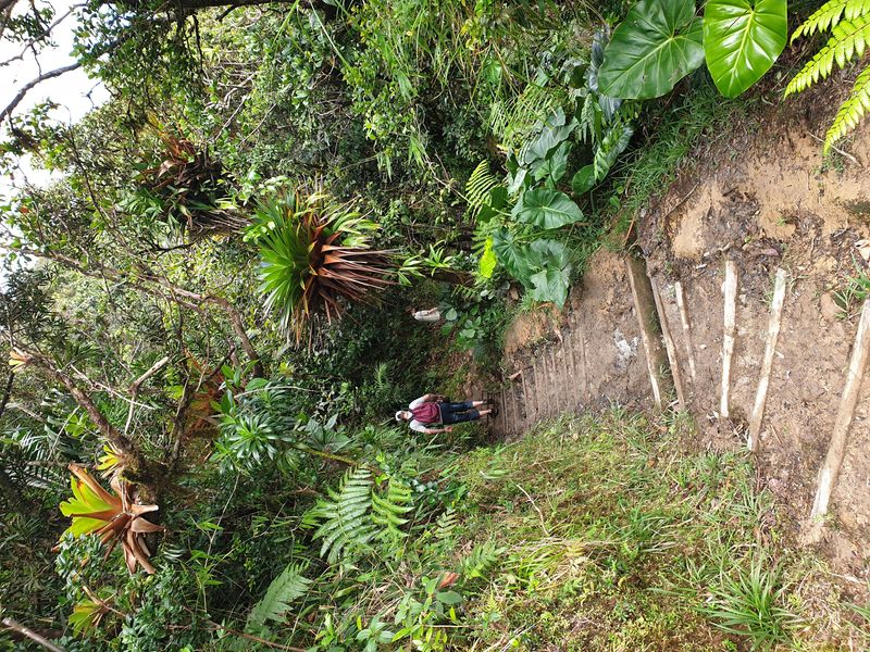 mamelle-du-pigeon_13