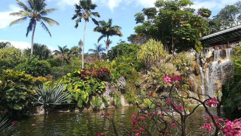 jardin-botanique-coluche-de-deshaies_30