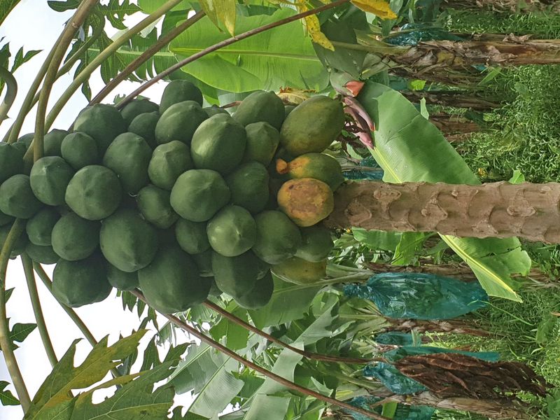 plantation-grand-cafe_4