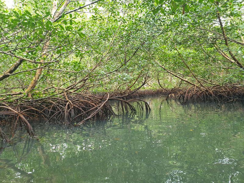 la-mangrove