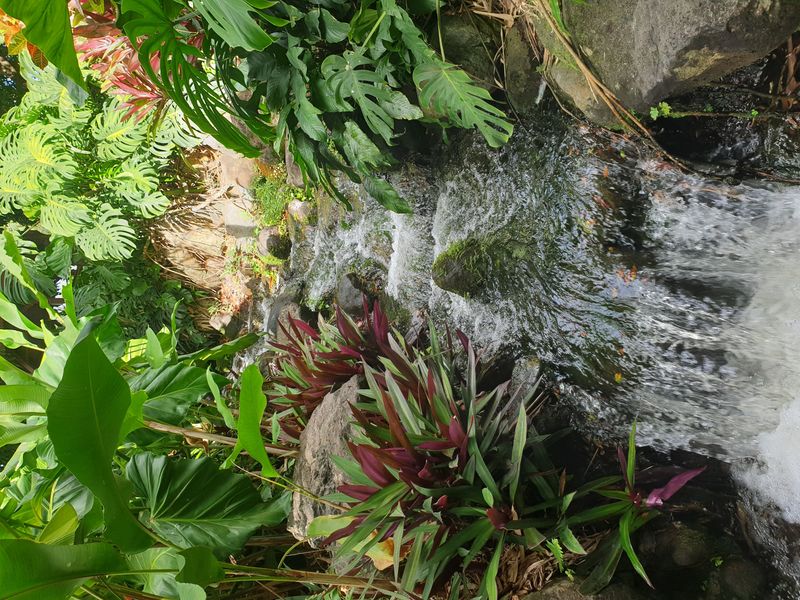 jardin-botanique-coluche-de-deshaies_10