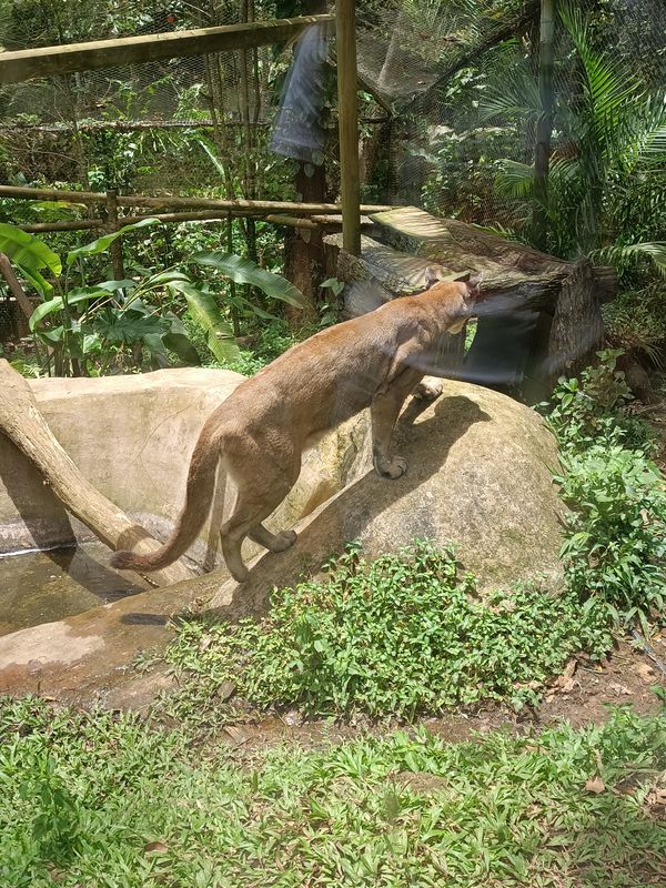 parc-botanique-et-zoologique-des-mamelles_17