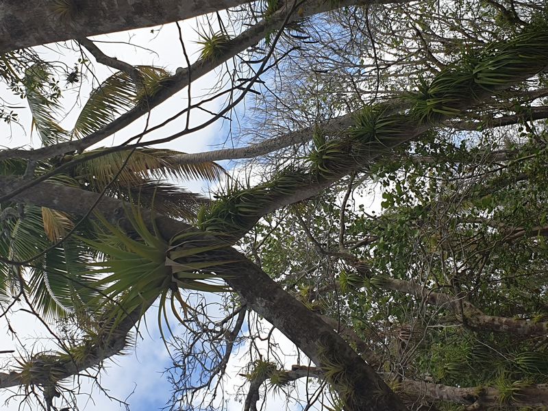 la-mangrove-de-port-louis_4