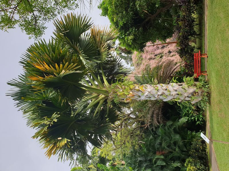 jardin-botanique-coluche-de-deshaies_27